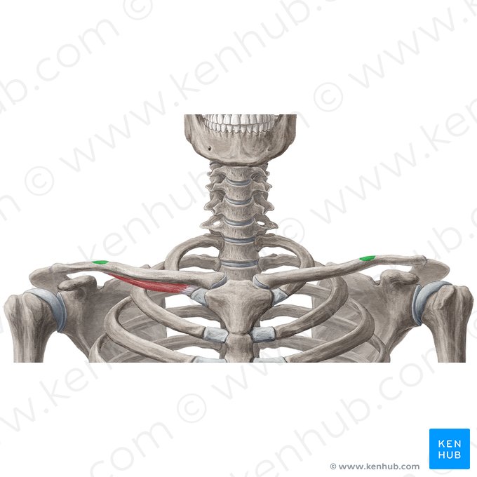 Conoid tubercle of clavicle (Tuberculum conoideum claviculae); Image: Samantha Zimmerman