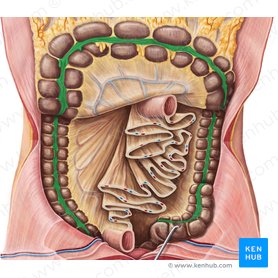 Coli taenia Large intestine