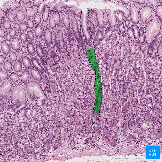 Colo da glândula gástrica (Cervix glandulae gastricae); Imagem: 