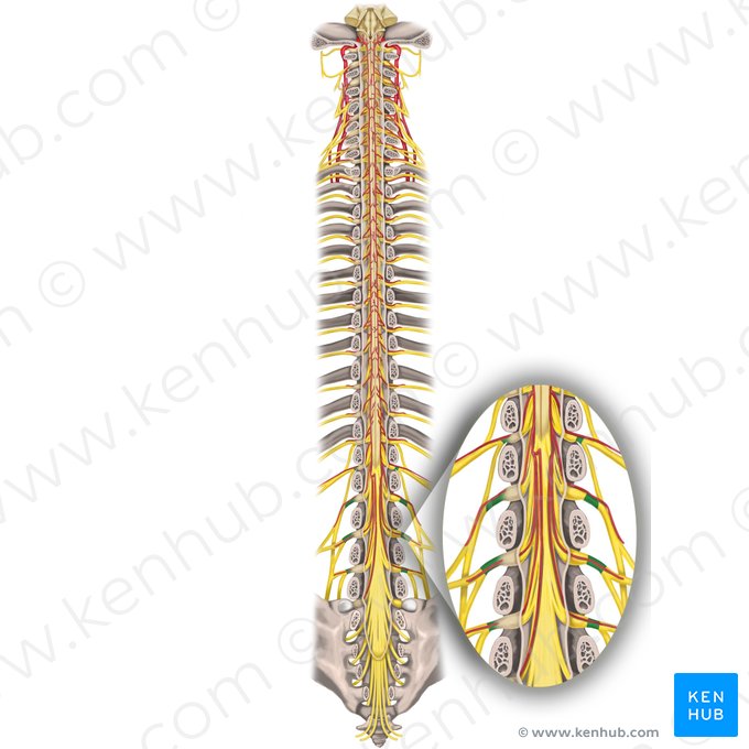 Spinal nerves L1-L4 (Nervi spinales L1-L4); Image: Rebecca Betts