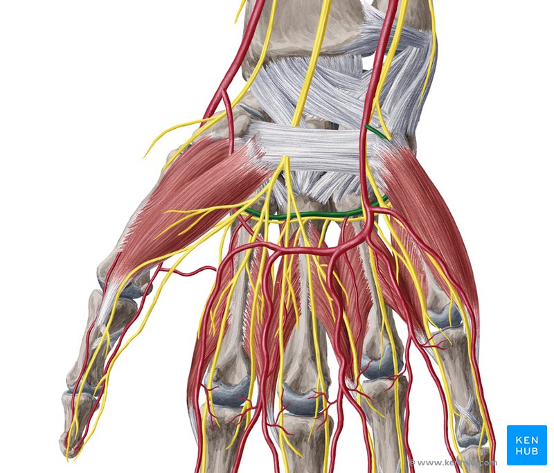 Course and relations of deep palmar arch