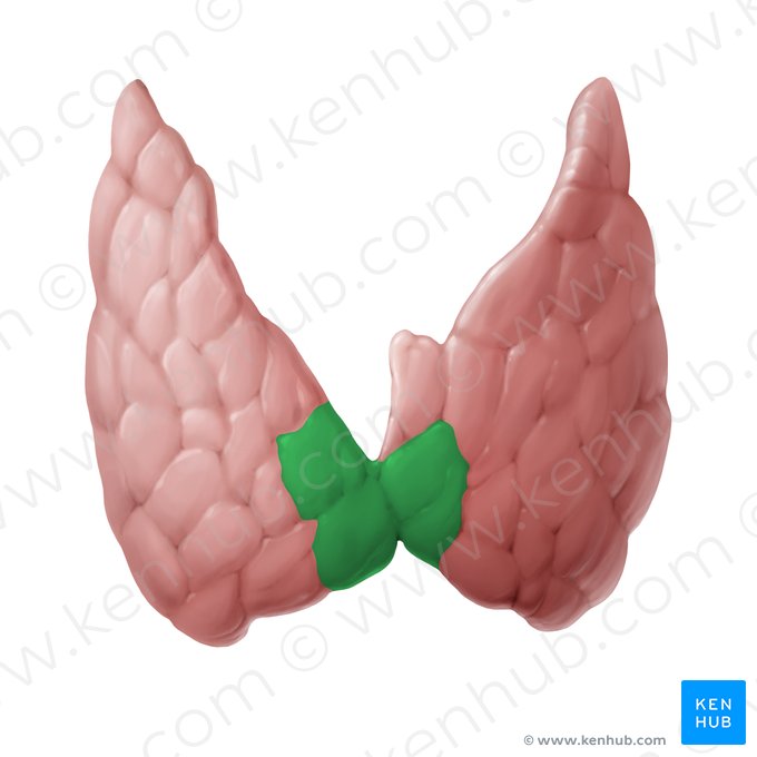 Isthmus of thyroid gland (Isthmus glandulae thyroideae); Image: Begoña Rodriguez
