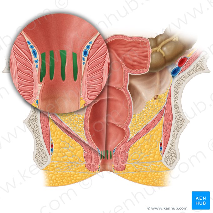 Senos anales (Sinus anales); Imagen: Samantha Zimmerman