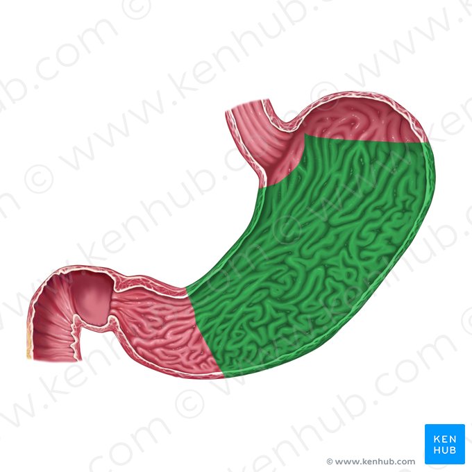 Body of stomach (Corpus gastris); Image: Rebecca Betts
