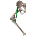 Muscle sartorius