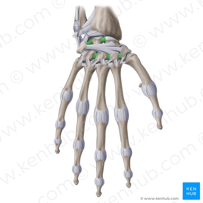 Ligamenta intercarpea interossea (Zwischenknochenbänder der Handwurzelknochen); Bild: Yousun Koh