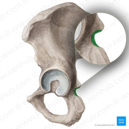 Incisura ciática menor (Incisura ischiadica minor ossis coxae); Imagen: Liene Znotina