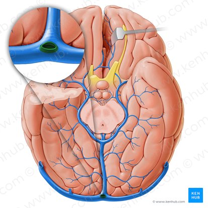 Seno occipital (Sinus occipitalis); Imagen: Paul Kim