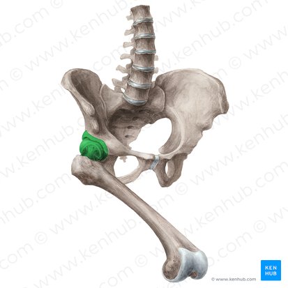 Articulación coxofemoral (Articulatio coxae); Imagen: Liene Znotina