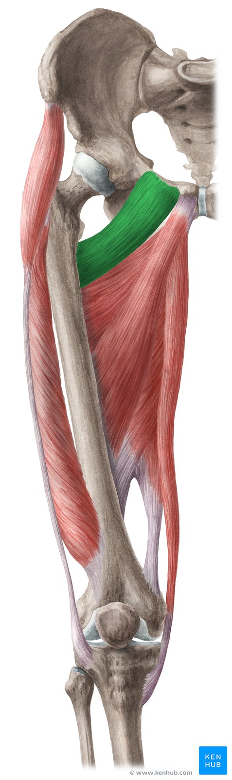 Musculo Pectineo Origem Insercao Inervacao Kenhub