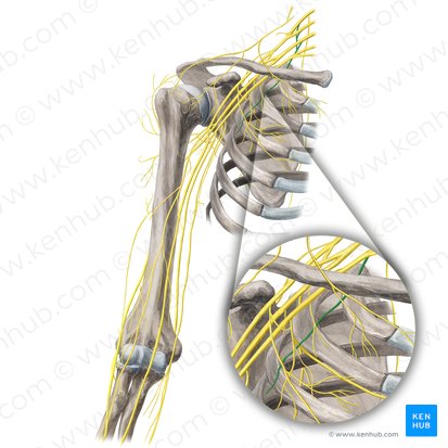 Nervio torácico largo (Nervus thoracicus longus); Imagen: Yousun Koh