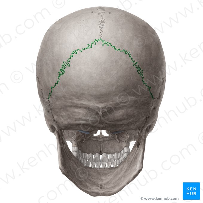 Lambdoid suture (Sutura lambdoidea); Image: Yousun Koh