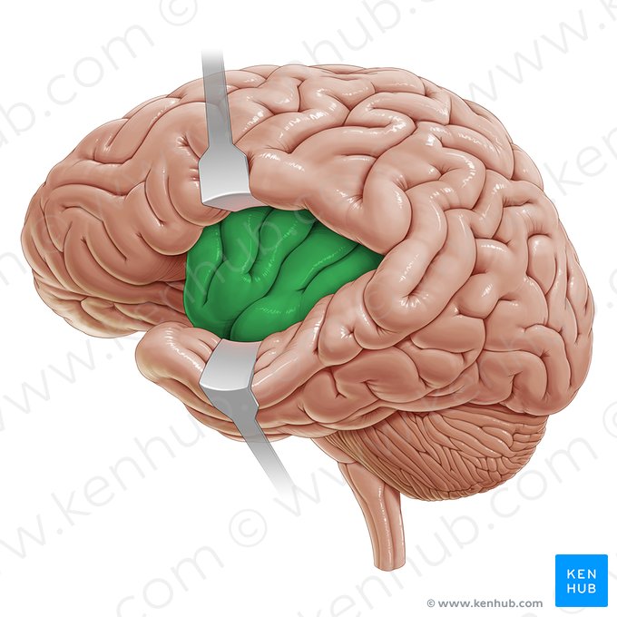 Insular lobe (Insula); Image: Paul Kim