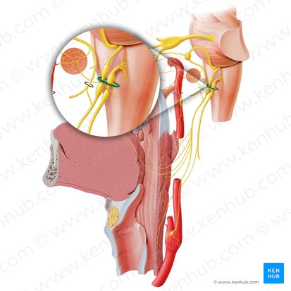 Jugular foramen (Foramen jugulare); Image: Paul Kim