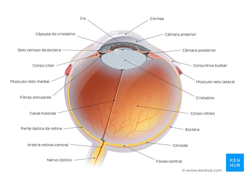 Visão geral - diagrama do olho