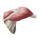 Muscles of the shoulder