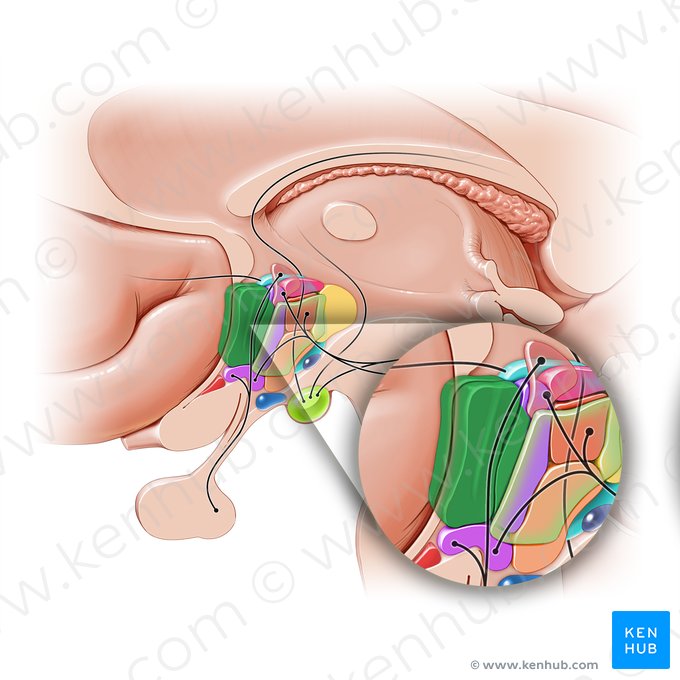 Preoptic area (Area preoptica); Image: Paul Kim