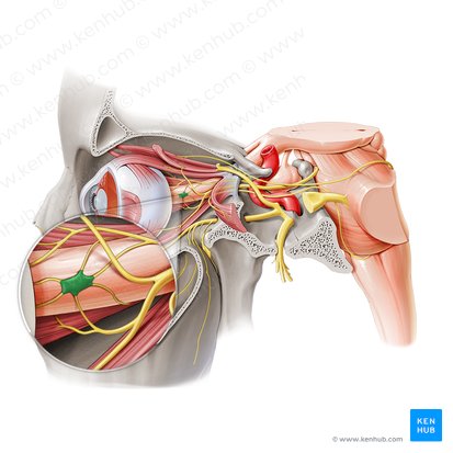 Ciliary ganglion (Ganglion ciliare); Image: Paul Kim