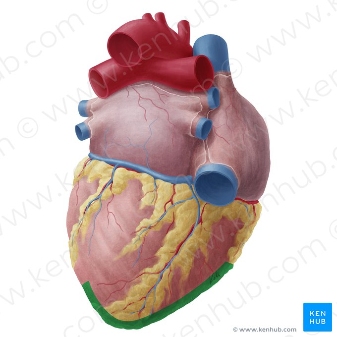 Borde inferior del corazón (Margo inferior cordis); Imagen: Yousun Koh