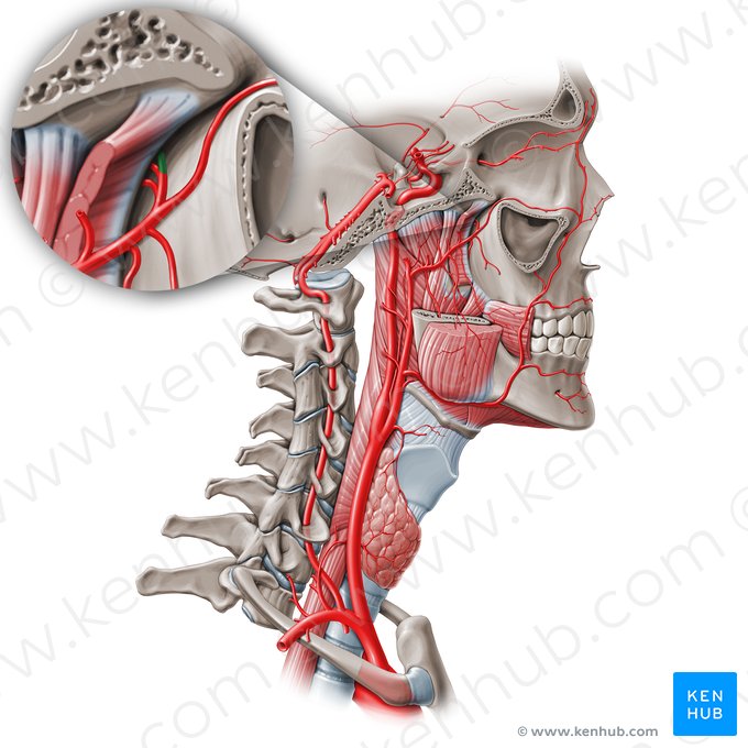 Sphenopalatine artery (Arteria sphenopalatina); Image: Paul Kim