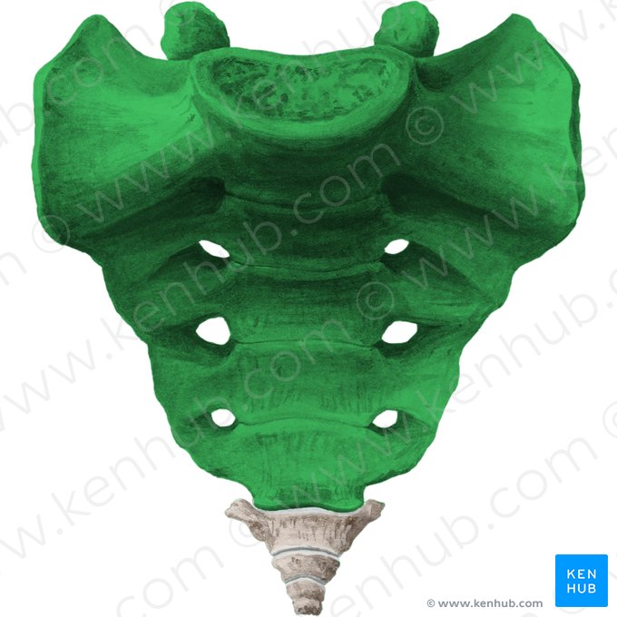 Sacro (Os sacrum); Imagen: Liene Znotina