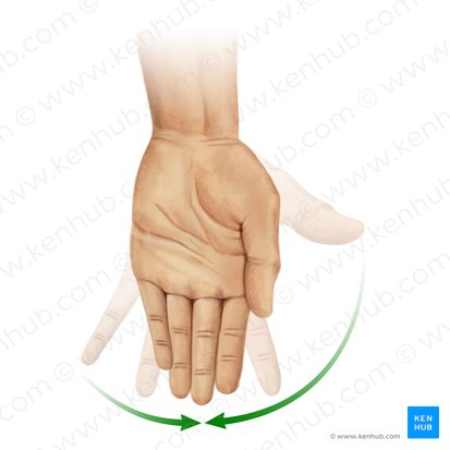 Aducción de los dedos de la mano (Adductio digitorum manus); Imagen: Paul Kim