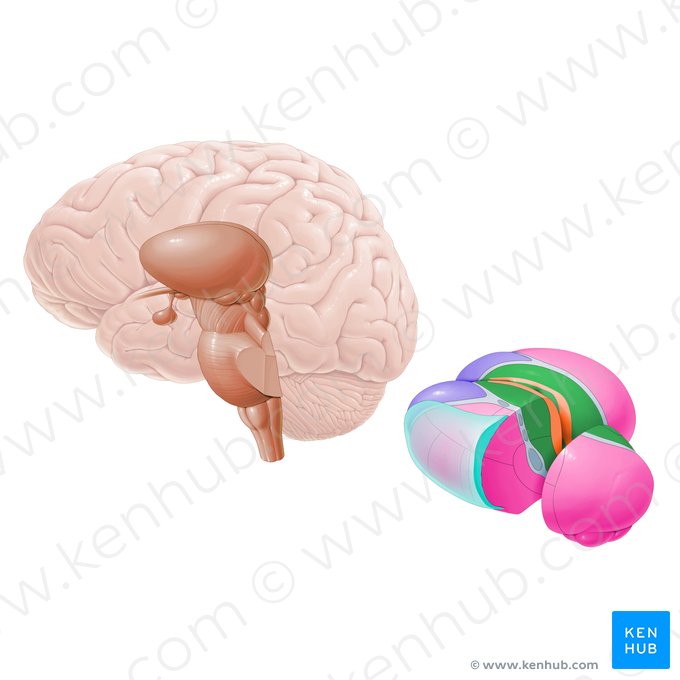 Núcleo medial dorsal (Nucleus mediodorsalis); Imagem: Paul Kim