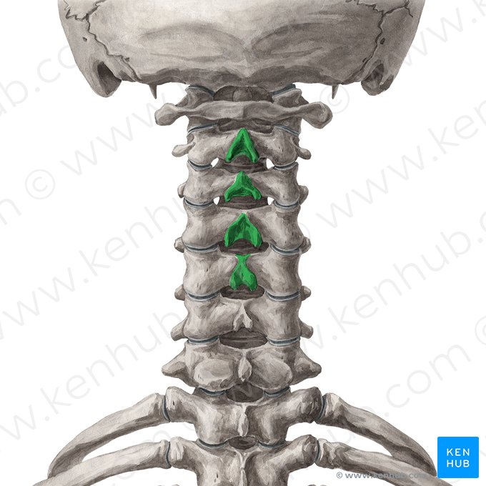 Spinous processes of vertebrae C2-C5 (Processus spinosi vertebrarum C2-C5); Image: Yousun Koh