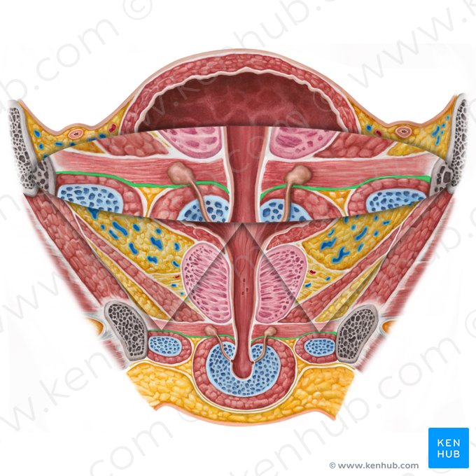 Perineal membrane (Membrana perinei); Image: Irina Münstermann