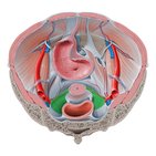 Cardinal ligament