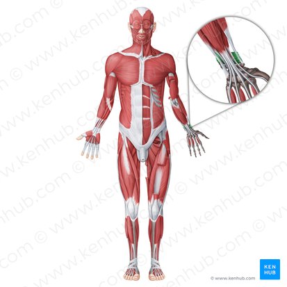 Músculo pronador quadrado (Musculus pronator quadratus); Imagem: Irina Münstermann