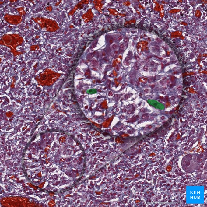 Ganglionic cells; Image: 