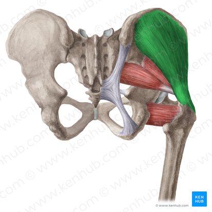 Músculo glúteo medio (Musculus gluteus medius); Imagen: Liene Znotina