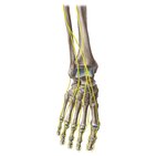 Main nerves of the lower extremity