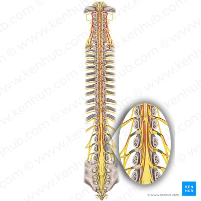 Nervios espinales L1 - L4 (Nervi spinales L1-L4); Imagen: Rebecca Betts