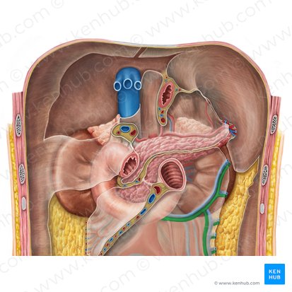 Arteria colica sinistra (Linke Dickdarmarterie); Bild: Irina Münstermann