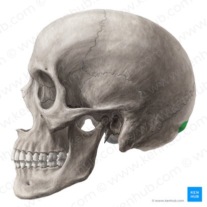 Protuberancia occipital externa (Protuberantia occipitalis externa); Imagen: Yousun Koh