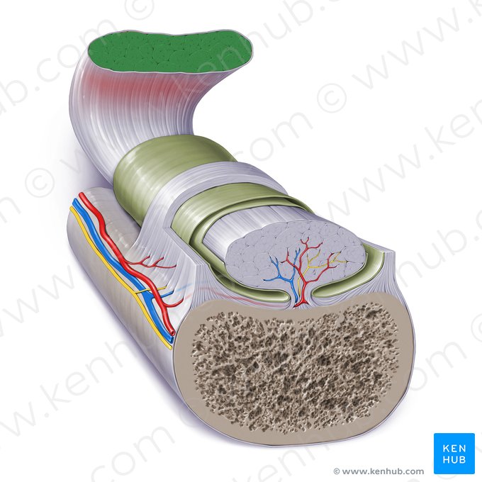Musculus (Muskel); Bild: Paul Kim
