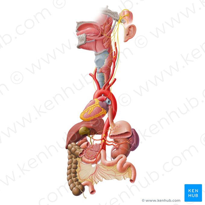 Ramo cardíaco cervical superior do nervo vago (Ramus cardiacus cervicalis superior nervi vagi); Imagem: Paul Kim