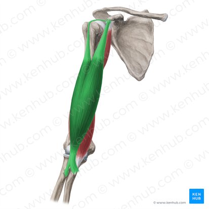 Músculo bíceps braquial (Musculus biceps brachii); Imagem: Yousun Koh