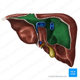 Bare area of liver (Area nuda hepatis); Image: Irina Münstermann