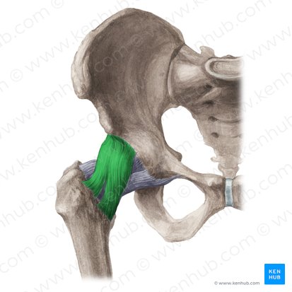 Ligamento iliofemoral (Ligamentum iliofemorale); Imagem: Liene Znotina