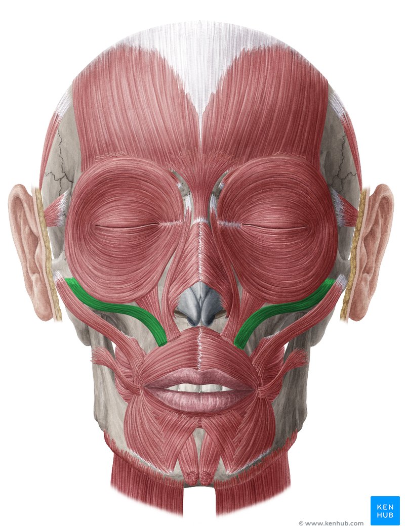 Zygomaticus minor muscle (musculus zygomaticus minor)