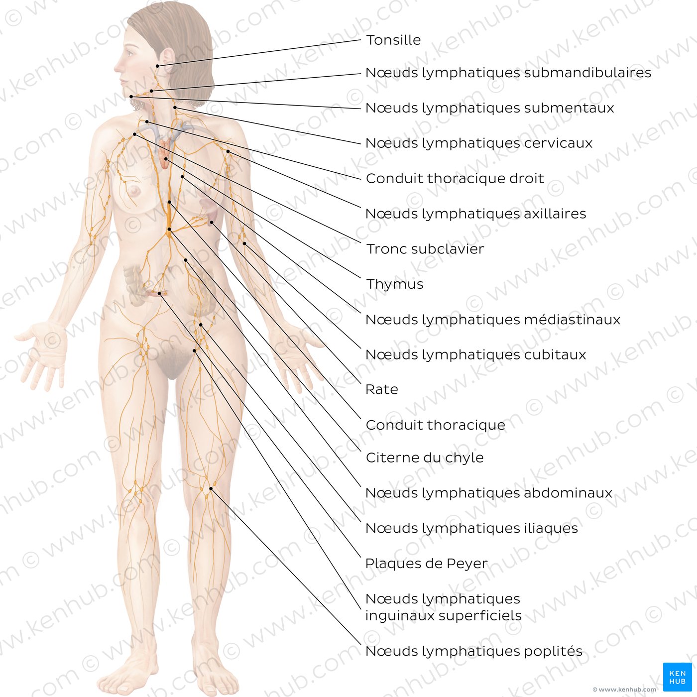 Système lymphatique