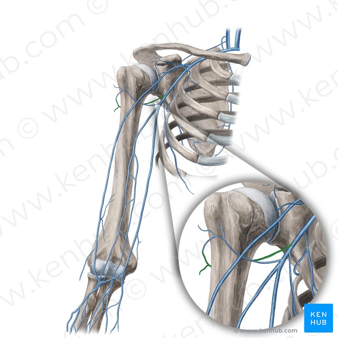 Veia circunflexa posterior do úmero (Vena circumflexa posterior humeri); Imagem: Yousun Koh