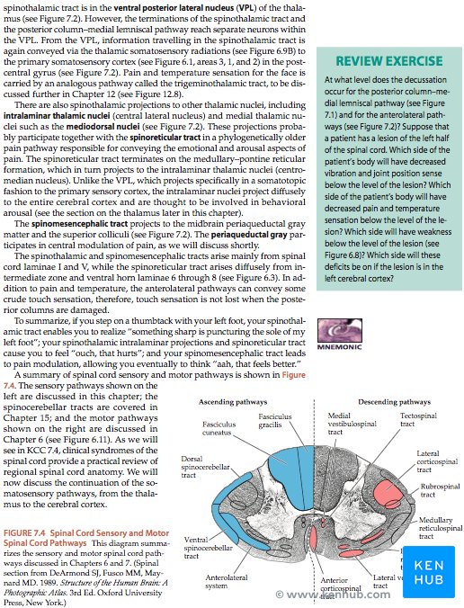 Neuroanatomy through clinical cases 2nd edition - Review box