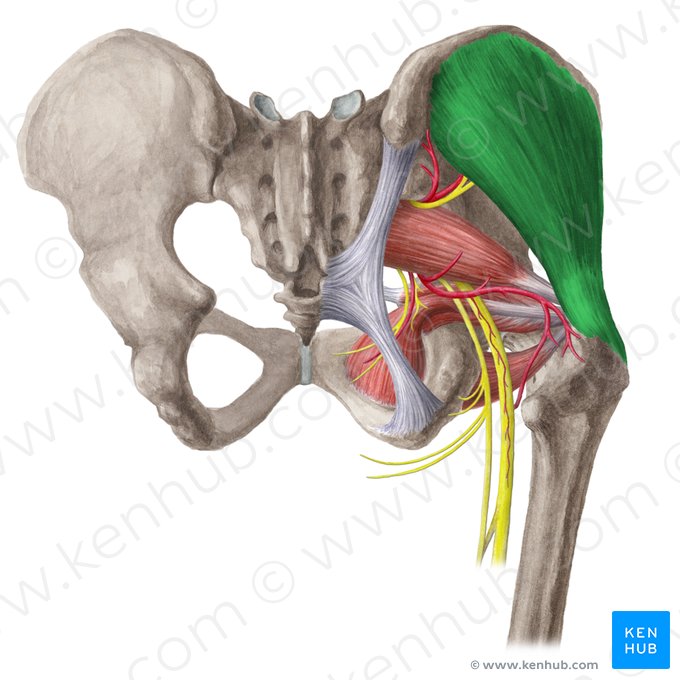 Músculo glúteo medio (Musculus gluteus medius); Imagen: Liene Znotina