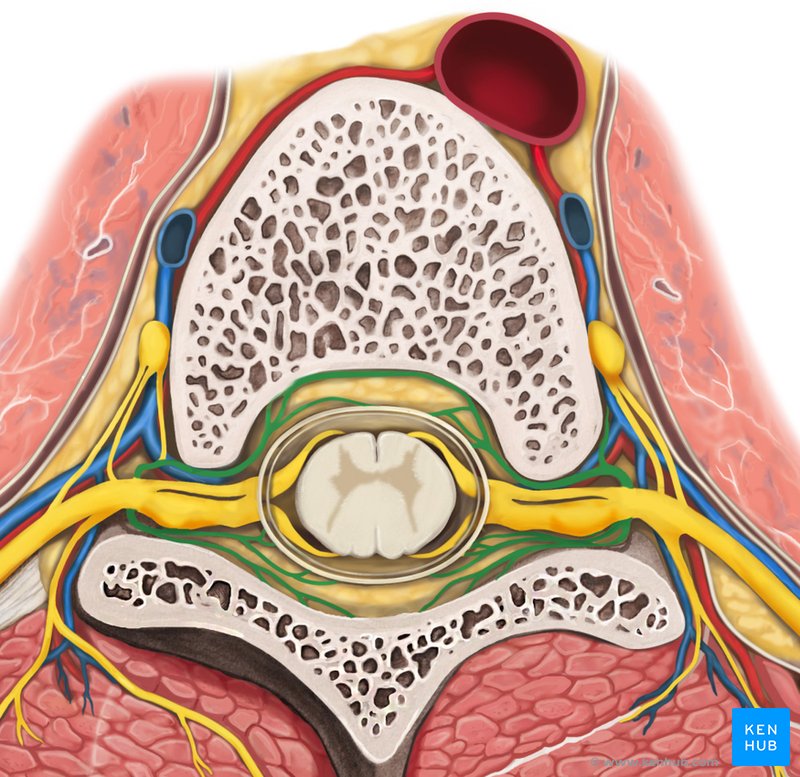 Recurrent meningeal branches of spinal nerve - cranial view