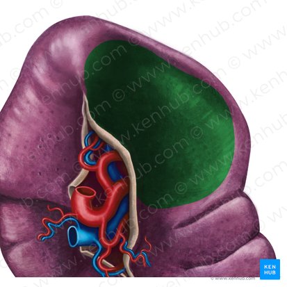 Facies gastrica splenis (Magenseite der Milz); Bild: Irina Münstermann