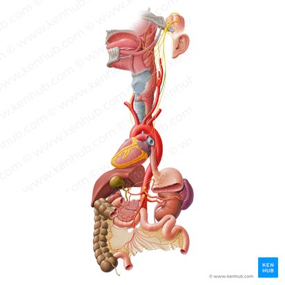 Ramo cardíaco cervical superior del nervio vago (Ramus cardiacus cervicalis superior nervi vagi); Imagen: Paul Kim